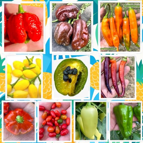 SEMISTRANI.IT - 100 SEMI PEPERONCINO In 10 Varietà Piccanti e Gustose, Collezione LATINA 1 + Guida Coltivazione: SCORPION, HABANERO, ROCOTO, AJI, JALAPENO, PADRON, MULATA, CHILTEPIN, BRAZILIAN