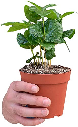 DECOALIVE Planta de Interior Que Hace Café Planta del Café