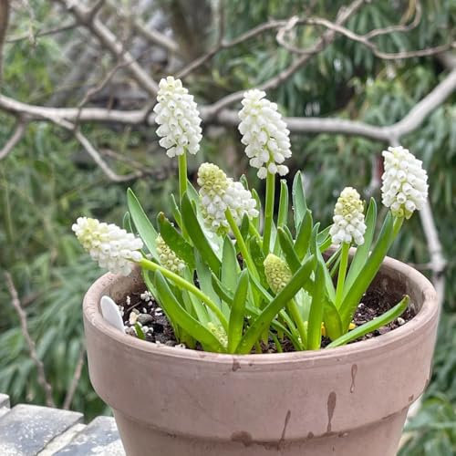 hyazinthen zwiebeln winterhart - mini geschenke,kleine ostergeschenke winterharte pflanzen,nachhaltige geschenke für frauen wildblumenwiese,frühlingsblumen garden,winterharte stauden 2pcs