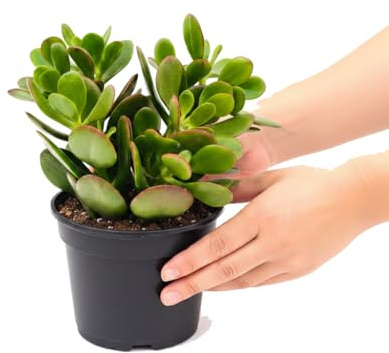 Crassula Ovata Planta de Jade Natural DECOALIVE, Maceta 12 cm Ø y Altura 20 cm