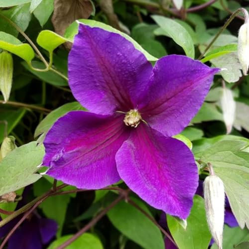 Clematis 'Jackmanii' - Late Flowering Climbing Plant with Deep Purple Blooms - Hardy Vine for Trellises and Structures - 1x 9cm Potted Plant by Thompson & Morgan