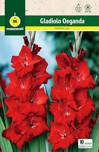 Mascarell Semillas, GLADIOLO OEGANDA, Semillas Bulbosas, Bulbos de Flores Primavera Fácil de Cultivar, Bolsa 10 Bulbos