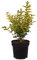 Ligustro dorato, Ligustrum ovalifolium 'Aureum', sempreverde, giallo dorato, siepe, facile da pulire, decorazione del giardino