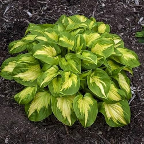 JardíN, Hojas Grandes Tolerantes Al FríO, Hosta Pianta, Calas Gigantes Bulbos De Calas, Bulbo Di Hosta, Novato, Tolerantes A La Sombra-Exteriores, 15bulbos-J