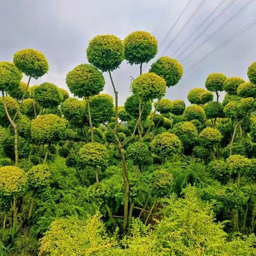 semillas de aligustre de hoja perenne - decoración jardín cobertura del suelo, resistentes 90pcs