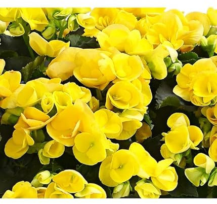 Begonia Elatior Flor Color Mix La Planta Ideal para Regalar