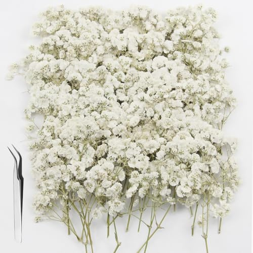 GZGXKJ 120pcs Gypsophila Essiccata Fiori Secchi Decorativi Piccoli Fiori Pressati Bianca Naturali Adatto per Artigianato Fai-da-te, Candele, Manicure, Custodie per Cellulari