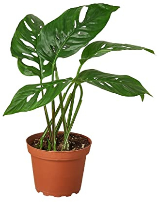 House Plant 4-Monstera-Swiss.Cheese Monstera Swiss Cheese Plant in 4 in. Pot