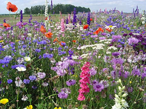 Blumenmischung Blumen der Gärten Z929 (100 g)