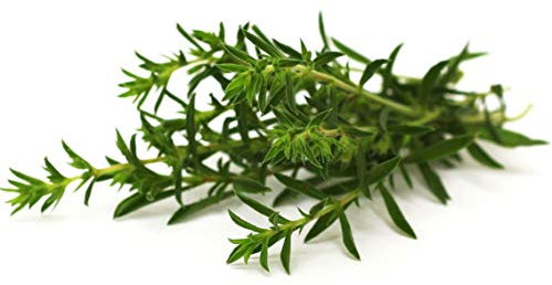 300 Graines de Sarriette - plante aromatique médicinale- semences paysannes reproductibles - SemiSauvage