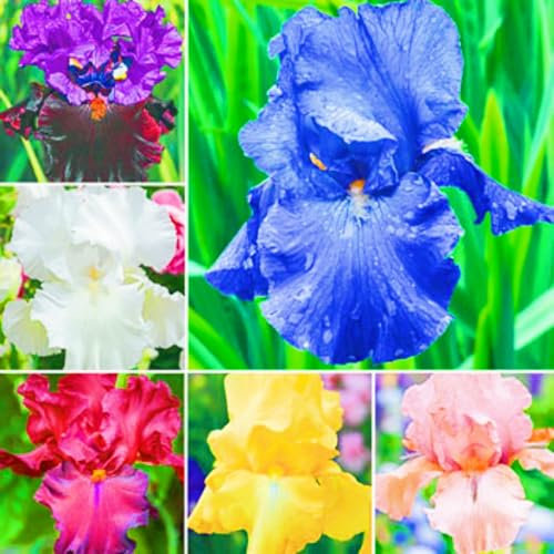 Iris Bulbs,Iris Plant Wedding Flowers/Hardy Perennial/Garden Flowers/Ornamental Flowers/Plant Bulbs/Cut Flowers-10bulbs-b