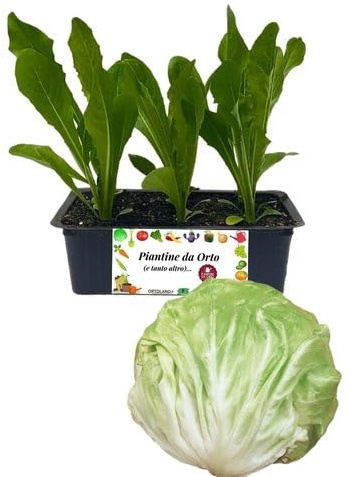 P. Piantine da Orto | Radicchio Bianco di Milano, Kit 9 Piantine, Pianta Pronta per il Trapianto, Pianta Vera da Orto, da Balcone e da Esterno, Vivaio Italiano