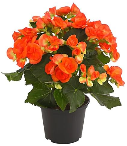 Begonia de Flor Begonia Elatior La Planta de Floración Permanente