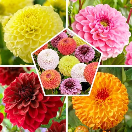 Collection de bulbes de dahlia boule, 5 variétés de bulbes de dahlia PomPon mélange de Hollande, véritable grand mélange de plantes de dahlia pour le jardin et les pots