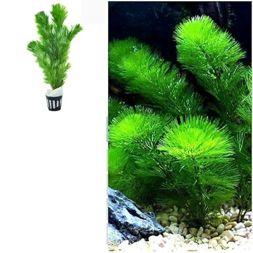 2pcs Planta Viva para Acuario, Planta Acuática Verde para Acuario de Agua Dulce, Decoración Natural para Aquascaping y Pecera(A-18cm)