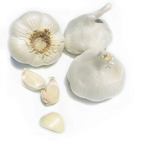 Kejora Fresh Garlic Bulbs - Qty: 5 Bulbs
