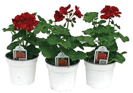 Geranio - Pack 3 Plantas - Geranios Naturales Plantas de Temporada