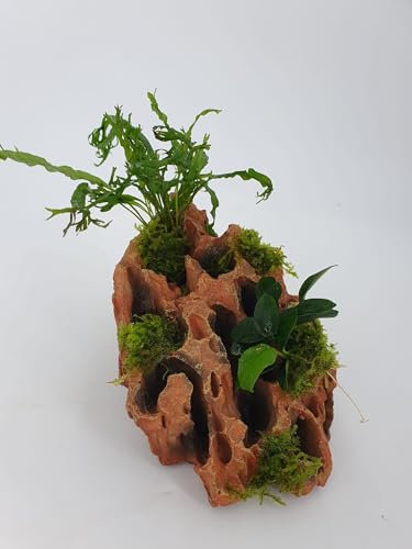 Aquarium Deko Polyresin wunderschönes Garnelenbäumchen Lochgestein Calari Rock (18 x13 cm) mit echtem Farn,Anubias uns Moos bepflanzt