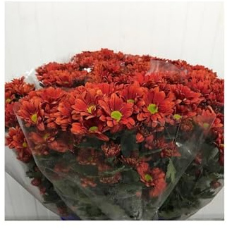 JARDIN202 - Margarita Crisantemo | Flor Natural | Crisantemo Bacardi | Ramo de 5 tallos | 70cm de alto | Naranja
