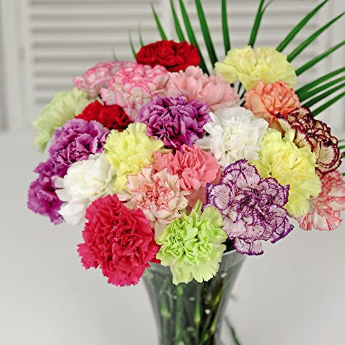 Wild Carnation Dianthus caryophyllus 'Giant Chabaud Mixed' - Scented Double Blooms - Hardy Perennial - Easy to Grow Your Own - Garden Flowers - 1x Packet (Approx. 200 Seeds) by Thompson and Morgan