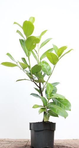 Prunus laurocerasus 'Rotundifolia' 40-60 cm - Kirschlorbeer, immergrün, ideal als Hecke, schnellwachsend, pflegeleicht und winterhart