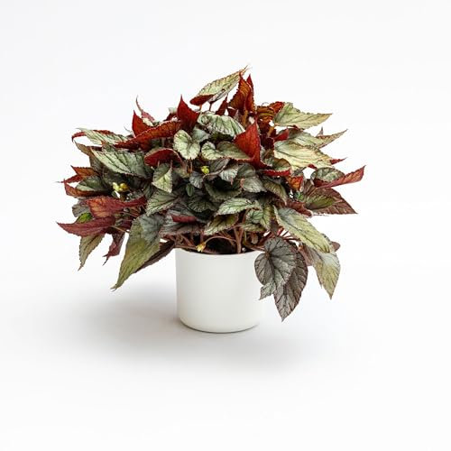 Vivai le Georgiche - Pianta vera di Begonia rex Arctic Breeze B. (Rex Cultorum Group) 'Arctic Breeze' - vaso Ø 17 cm - altezza alla vendita 15-20 cm