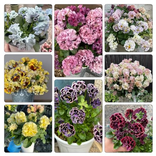 semi di viola del pensiero d'appartamento decorazione soggiorno giardino per esterni raro varietà antiche interno in vaso 1000pcs