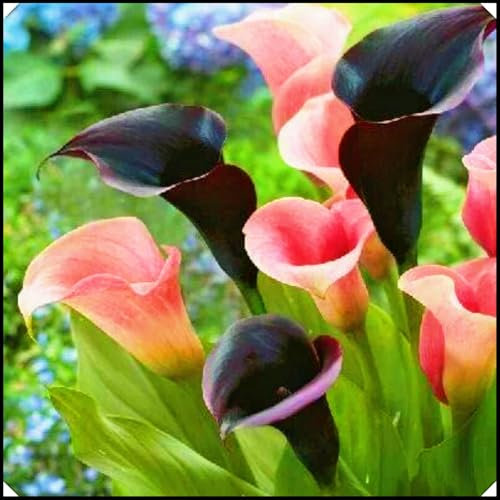 Calla Lily Bulbs,Calla Lily Plants Live(Ornamental Flowers,Plant Bulbs,Garden Flowers,Hardy Perennial,Wedding Flowers)-8bulbs-b