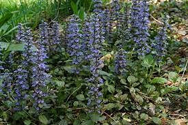 Graines De Fleurs Couvre-Sol Ajuga Reptans Paquet De 100 Graines
