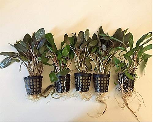 10 krukor Cryptocoryne vattenbägare, akvarieväxter, vattenväxter