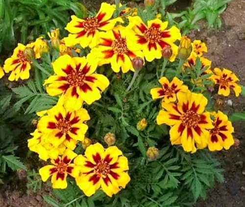 400 French Marigold Seed, Naughty Marrietta Dwarf Compact Tagetes Patula Durango Bee