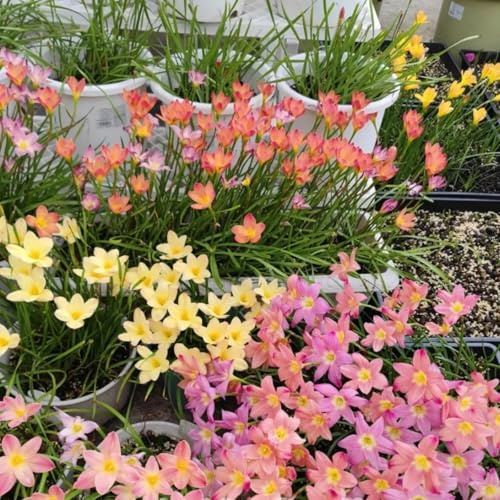 Rari Lampadine Profumate,Giglio Di Pioggia,Crescita Rapida Bellissimo Giardino.-5bulbi-B