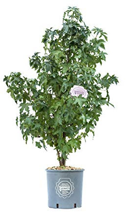 Vannucci Piante - Liquidambar styraciflua, Pianta vera in vaso, Albero a foglia caduca