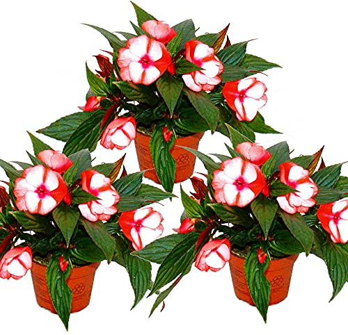Edel-Liescher – Impatiens Nya Guinea – 12 cm kruka – set med 3 växter – röd-vit
