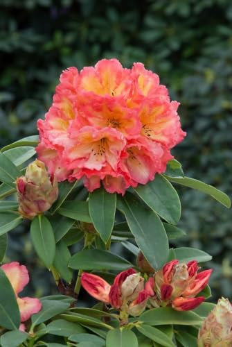 Rhododendron Hybr. 'Sun Fire' 40-50 cm - Rhododendron, leuchtend gelbe Blüten, Blütezeit Mai-Juni, ideal für Kübel, kalktolerant, pflegeleicht
