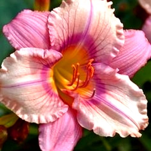Hemerocallis decorativo versátil para patios y espacios verdes-10Bulbos-X