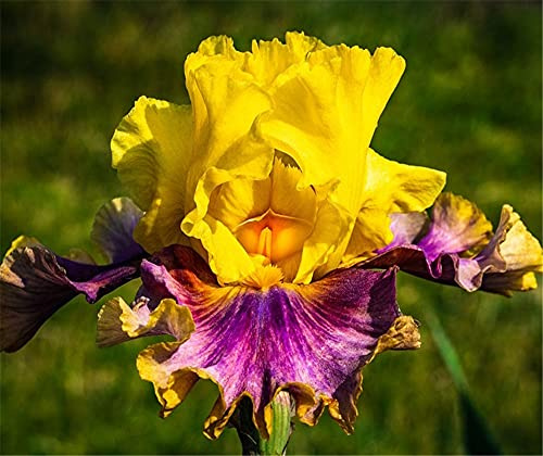 Iris Bulbi Fragrante Popolare Piante in Vaso Radice Giardinaggio Balcone Semi Freschi Esotici - 2 Lampadine, A