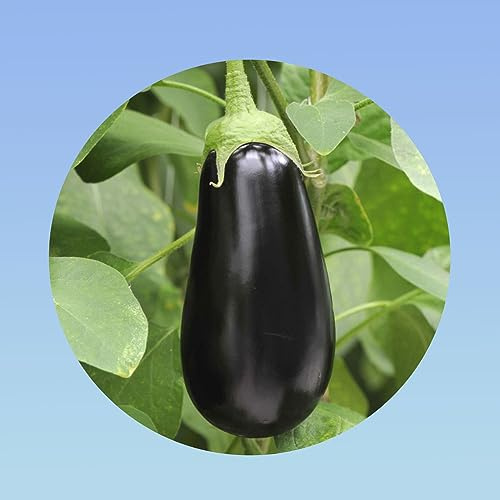 Planète graines - sachet de 1 gramme graines d' Aubergine Violette de Barbentane soit environ 200 Graines