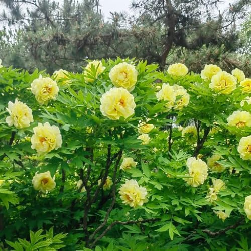 bulbi di peonie resistenti, decorazione balconi 3pcs