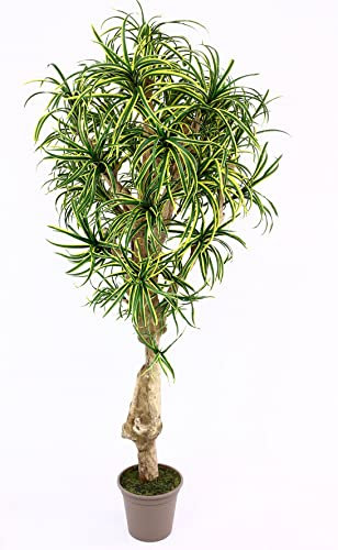Dracena Yucca konstpalm med 784 textilfiber blad grön gul 175 cm hög, naturstam