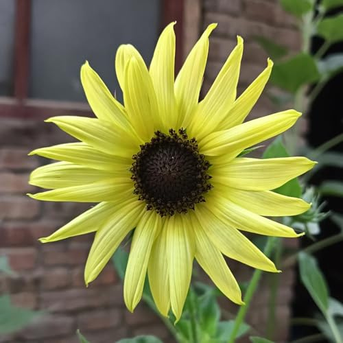 semillas de girasol, perennes resistentes, balcón, silvestres orgánicas, 350pcs