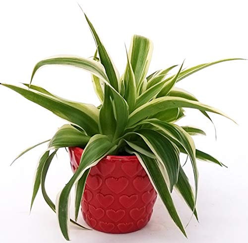 POWERS TO FLOWERS - CHLOROPHYTUM, FALANGIO MINI IN VASO CERAMICA CUORI, pianta vera