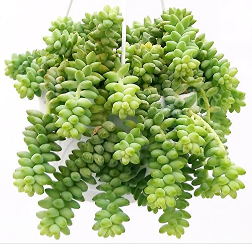 SEDUM BURRITO BASKET 15CM DIAMETRO, pianta vera