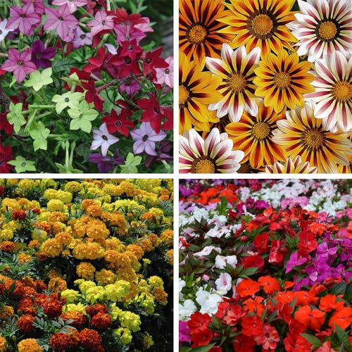 Garden Ready Bedding Collection - Vibrant Summer Flowers for Beds, Borders, and Pots - Marigold, Busy Lizzie, Nicotiana, Gazania - Full Summer Blooms! – 60 Garden Ready Plants by Thompson and Morgan