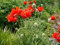Türkischer Mohn -Papaver orientale- 100 Samen