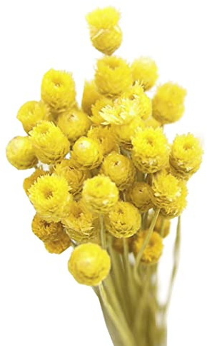 Bouquet secco Bouquet naturale DECORAZIONI DI FLOOCHI ASCIUTIVI DECCHI IN VASE Floreale 50 steli gialli, decorazioni di plastica