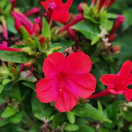 semillas de milagrosas, jardín de semillas balcon pradera perennes resistentes, adornos y 10pcs