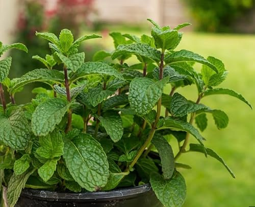 Live Peppermint Plants, 2 Pack in 4 Inch Pots, Fresh Culinary Herb. California Delivery