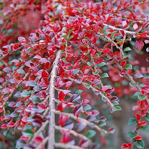 3 x Cotoneaster Horizontalis - Cotonéaster rampant 20-25 cm en conteneur