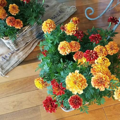 semi di tagete tagete decorazione da giardino per esterni, tappeto di calendula biologici resistenti da giardino, 600pcs